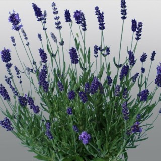 img-0: Лаванда Промис Виолет Блю [250 шт] - ООО «Семена Тут»