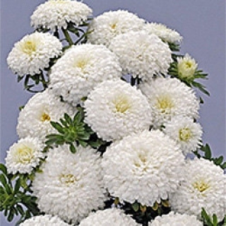 img-0: Астра Классик Вайт [3 гр] - ООО «Семена Тут»