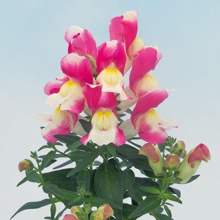 Львиный зев Снэппи Роуз энд Вайт [1000 шт] - ООО «Семена Тут»