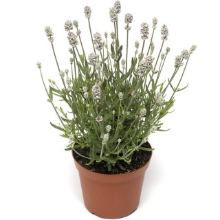 Лаванда Вайт Сцент Компакт [1000 шт] - ООО «Семена Тут»