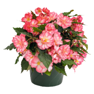 img-2: Бегония клубневая Нонстоп Джой Роуз Пикоти [1000 драже] - ООО «Семена Тут»