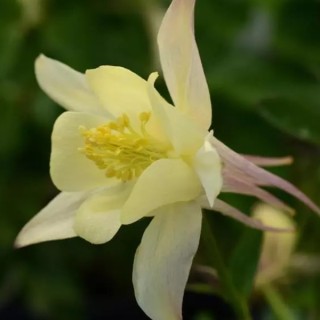 img-1: Аквилегия Эрлиберд Еллоу [100 шт] - ООО «Семена Тут»