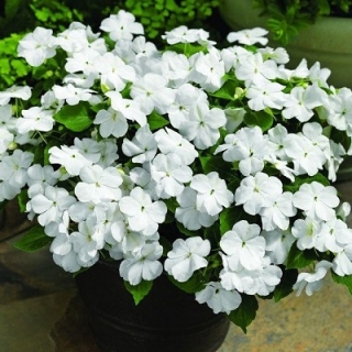 Бальзамин Баланс Вайт [50 шт] - ООО «Семена Тут»