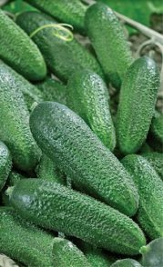 img-1: Огурец Корентин F1 - ООО «Семена Тут»