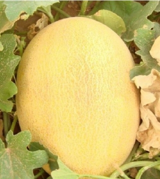 img-0: Дыня Регби - ООО «Семена Тут»