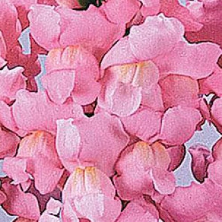 img-1: Львиный зев Мэриленд (группа 1,2) Йосемите Пинк [1000 шт] - ООО «Семена Тут»