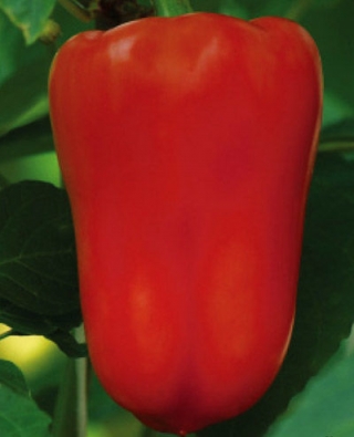 img-1: Перец Солист (инкруст. семена) - ООО «Семена Тут»