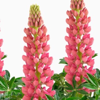 img-0: Люпин Люпини Ред [1000 шт] - ООО «Семена Тут»