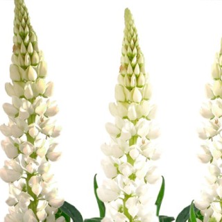 img-0: Люпин Люпини Вайт [100 шт] - ООО «Семена Тут»