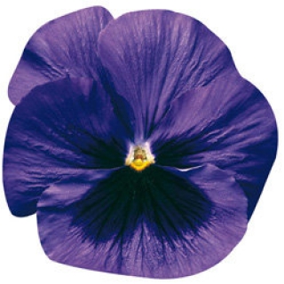 Виола крупноцветковая Дельта Блю виз Блотч [1000 шт] - ООО «Семена Тут»