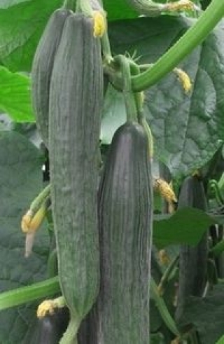 Огурец Церес F1 - ООО «Семена Тут»