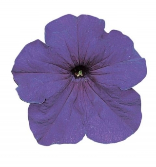 Петуния грандифлора Фалькон Блю [5000 шт] - ООО «Семена Тут»