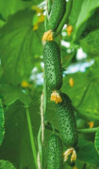 img-1: Огурец Джаз F1 - ООО «Семена Тут»