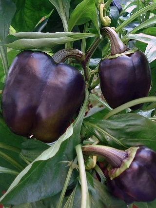 Перец Пурпурный колокол - ООО «Семена Тут»