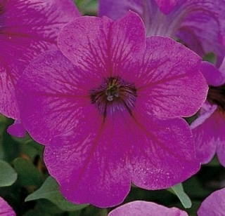 Петуния грандифлора Игл Плам Вейн [5000 драже] - ООО «Семена Тут»