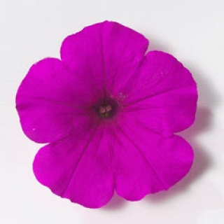 img-0: Петуния ампельная Эксплорер Парпл [1000 шт] - ООО «Семена Тут»