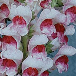 Львиный зев Мэриленд (группа 1,2) Пламблоссом [1000 шт] - ООО «Семена Тут»