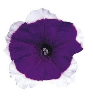 Петуния мультифлора Мерлин Блю Пикоти [1000 драже] - ООО «Семена Тут»