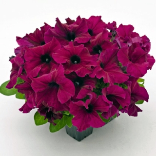 Петуния грандифлора Саксесс 360° Бургунди [50 драже] - ООО «Семена Тут»