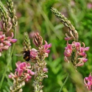 Эспарцет песчанный Розовый 89 - ООО «Семена Тут»