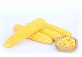 img-1: Кукуруза Мирза F1 - ООО «Семена Тут»