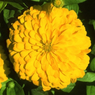 Цинния Мастер Еллоу [50 шт] - ООО «Семена Тут»