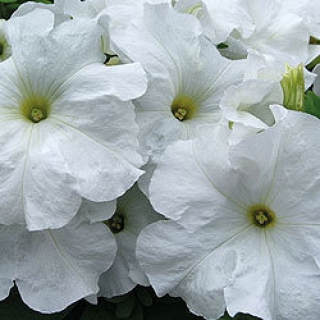 Петуния грандифлора Лимбо Джи Пи Вайт [10000 драже] - ООО «Семена Тут»