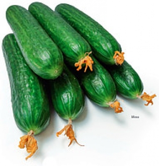 Огурец Мева F1 - ООО «Семена Тут»