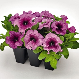 Петуния грандифлора Саксесс 360° Бургунди Вейн [1000 драже] - ООО «Семена Тут»