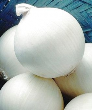 img-0: Лук репчатый Стерлинг F1 - ООО «Семена Тут»