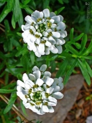 img-1: Иберис зонтичный Белый - ООО «Семена Тут»