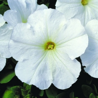 Петуния мультифлора Мерлин Вайт [1000 драже] - ООО «Семена Тут»