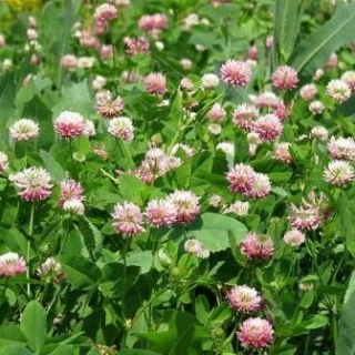 Клевер луговой Витязь (1 уп - 0,5 кг) - ООО «Семена Тут»