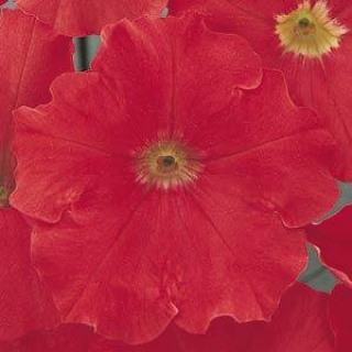 Петуния мультифлора Мираж Ред [1000 драже] - ООО «Семена Тут»