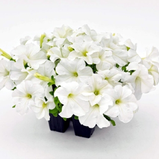 Петуния грандифлора Саксесс 360° Вайт [50 драже] - ООО «Семена Тут»