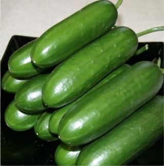 Огурец Навруз F1 - ООО «Семена Тут»