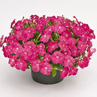 Петуния ампельная Саксесс Пинк  [1000 драже] - ООО «Семена Тут»