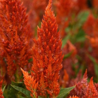 Целозия перистая Сандэй Оранж [1000 шт] - ООО «Семена Тут»