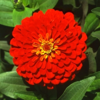 Цинния Мастер Скарлет [50 шт] - ООО «Семена Тут»