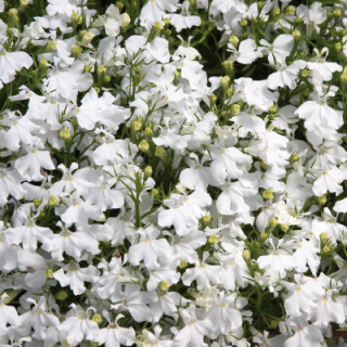 Лобелия прямостоячая Палас Вайт [50 м/драже] - ООО «Семена Тут»