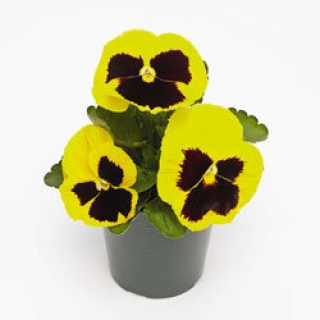 Виола крупноцветковая Инспайер Плюс Еллоу Блотч  [50 шт] - ООО «Семена Тут»