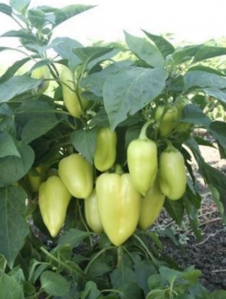 Перец Эривань F1 - ООО «Семена Тут»