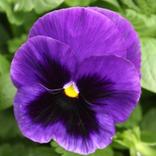 Виола крупноцветковая Пауэр Блю виз Блотч [1000 шт] - ООО «Семена Тут»