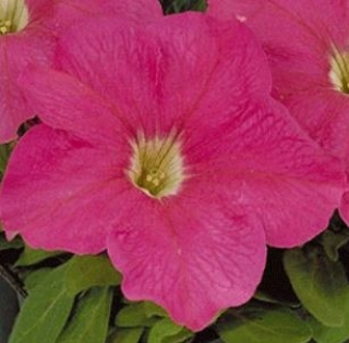 Петуния грандифлора Игл Пинк [1000 драже] - ООО «Семена Тут»