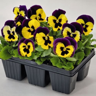 Виола крупноцветковая Инспайер Плюс Еллоу Парпл Винг  [50 шт] - ООО «Семена Тут»