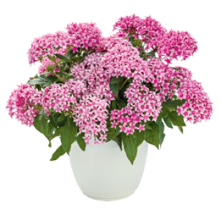 Пентас Граффити 20/20 Флирти Пинк [1000 драже] - ООО «Семена Тут»