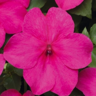 Бальзамин Супер Элфин Роуз [1000 шт] - ООО «Семена Тут»