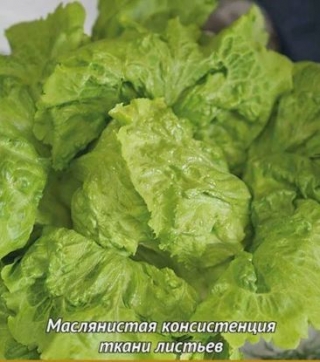 img-1: Салат Соната - ООО «Семена Тут»