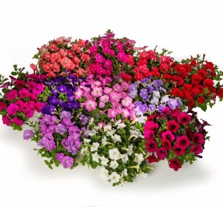 Петуния миллифлора Флэш Форвард Микс [1000 драже] - ООО «Семена Тут»