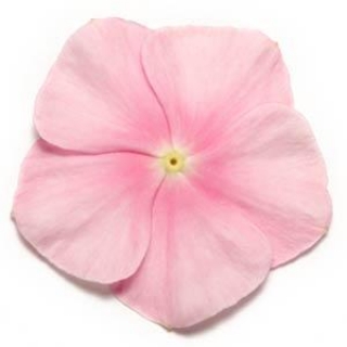 img-0: Катарантус Пацифика Иси Пинк [500 шт] - ООО «Семена Тут»